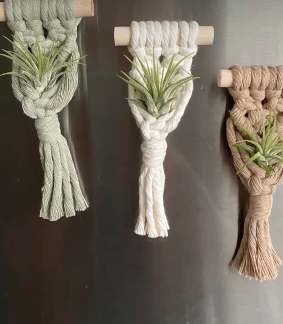 air plant magnet Macrame Air Plant Magnet – The Cutting Cottage LLC